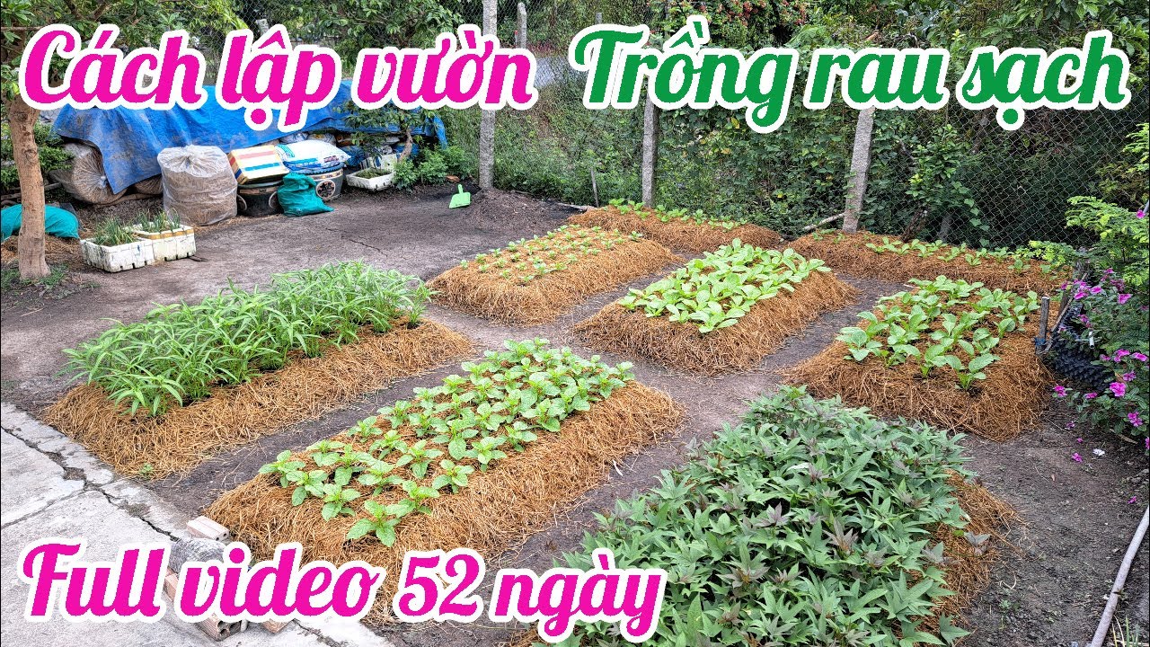 Video đầy đủ 52 ngày - Cách lập vườn trồng rau sạch cho bạn mới bắt đầu
