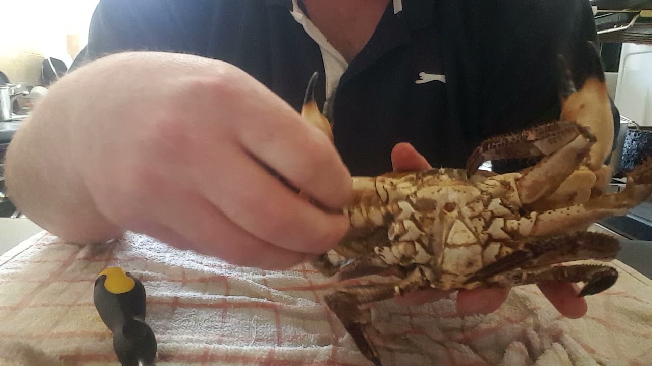 how to dispatch a brown edible crab