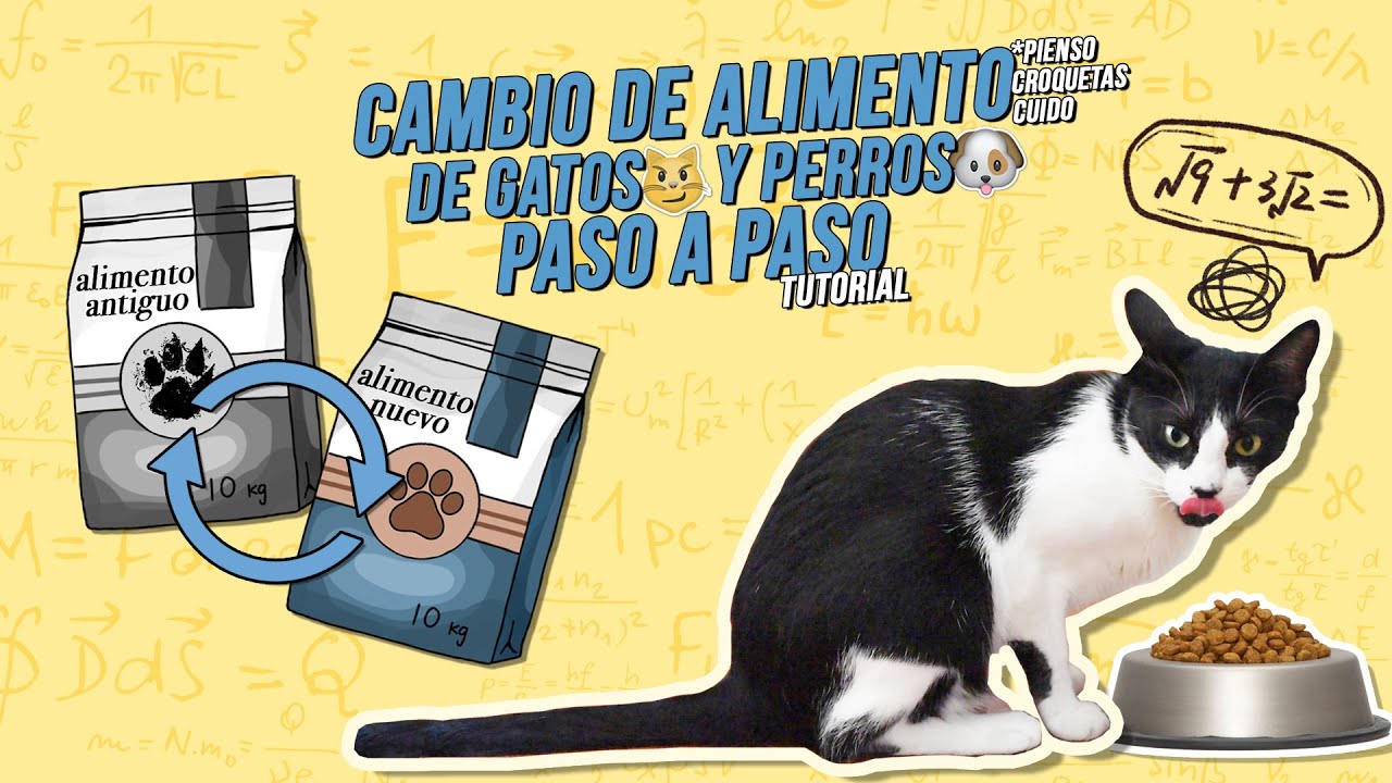 C&oacute;mo hacer el CAMBIO DE marca de ALIMENTO 🍲 en mascotas 😼🐶 SIN DIARREAS | Transici&oacute;n paso a paso👌
