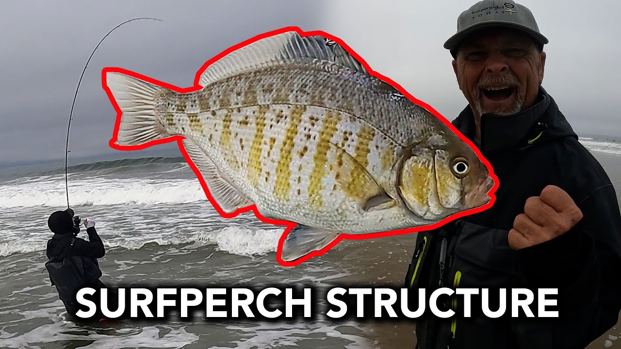 Sharpen Your Surfperch Fishing Spidey Senses
