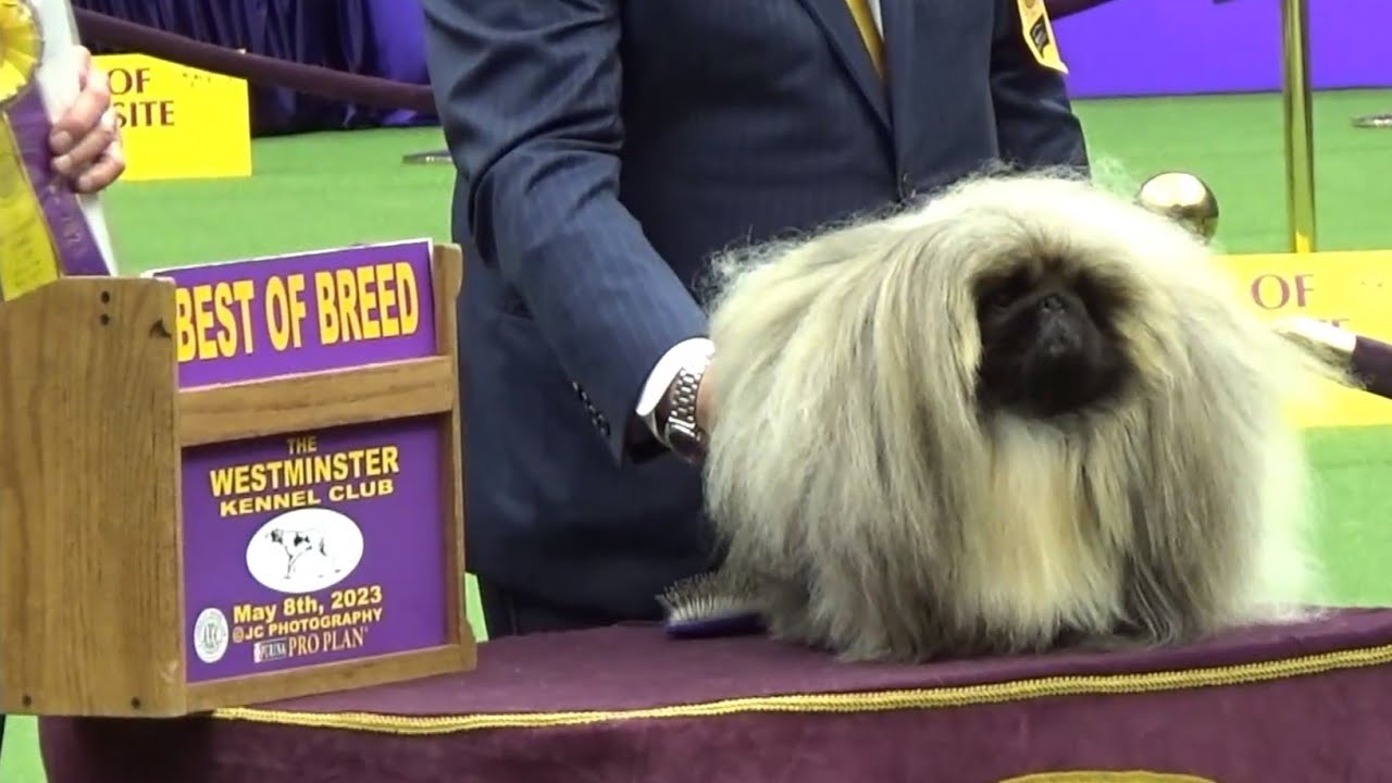 Pekingese Westminster dog show 2023