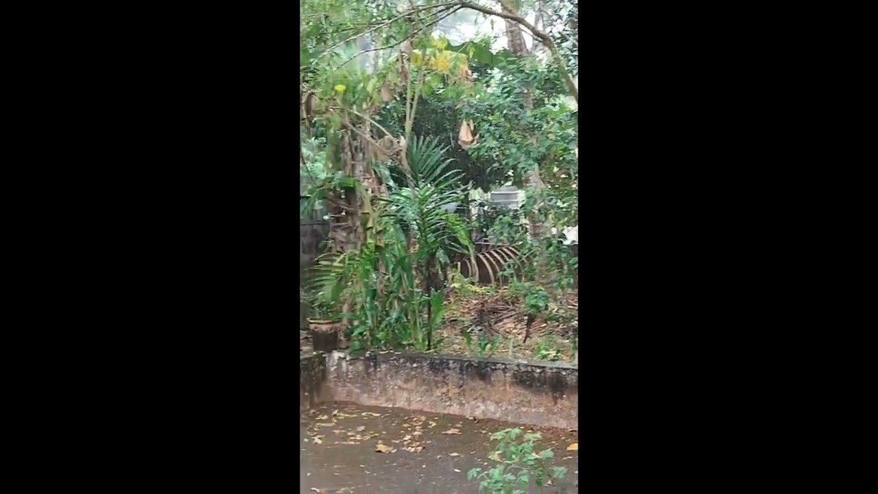 Sudden Rain 