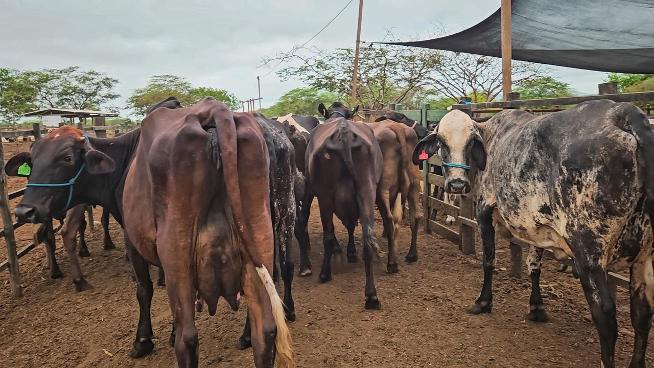 VACAS DE 1º E 2º CRIA ENTRE 25 E 30 LITROS POR DIA, FAZENDA ZÉ DE DANDA!!
