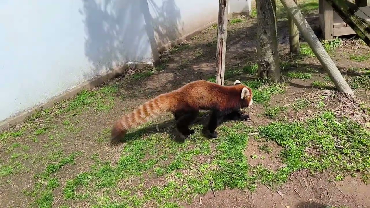 レッサーパンダ日光浴の様子。【癒しの再生ビジョン】