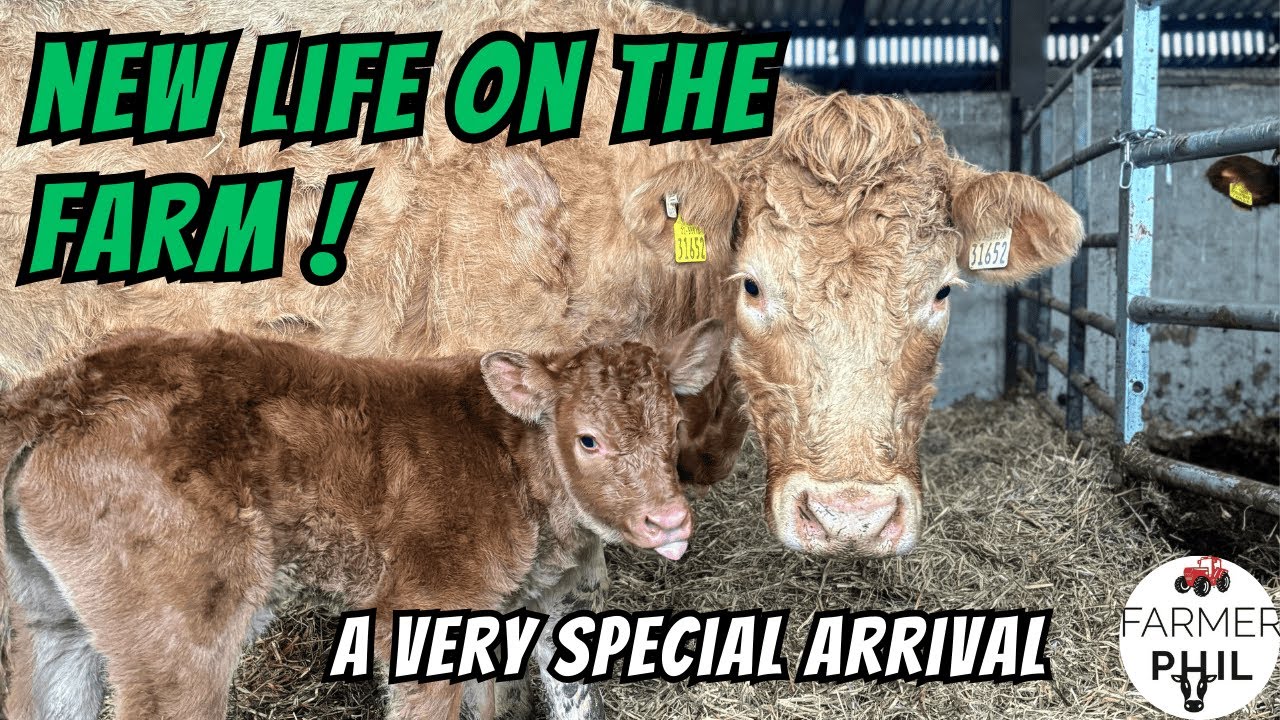 New Life on the Farm! | First Suckler Calf is Born
