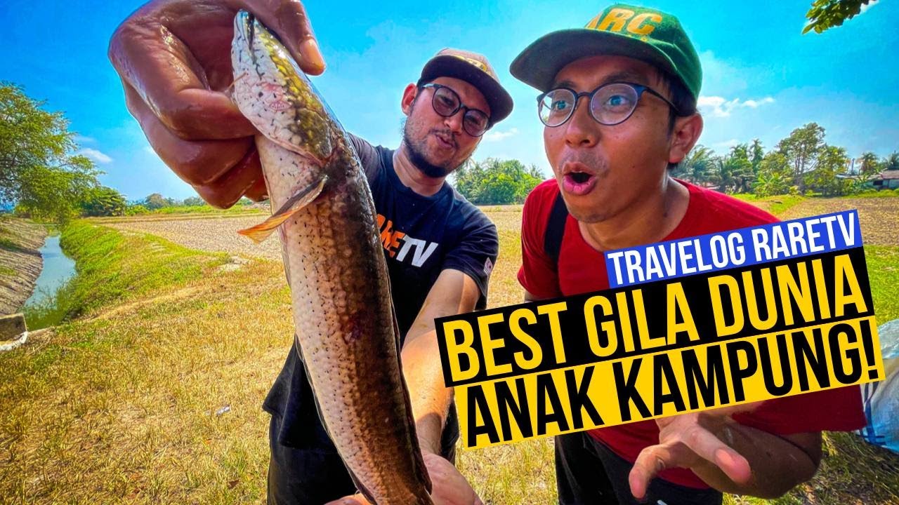Dunia Anak Kampung : Tangkap Ikan Haruan Sebesar Lengan!
