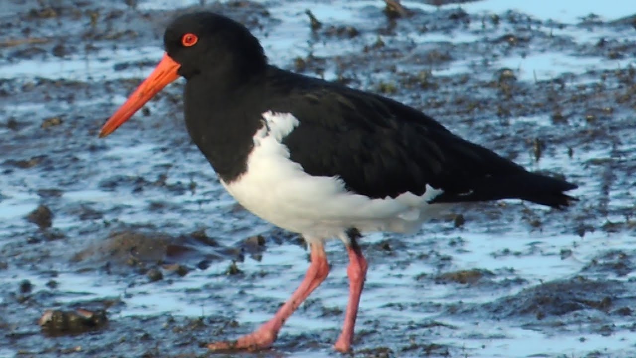 Pied Oystercatcher: The Shore Wanderer, Pied Oystercatcher Call, Cracking Shells | Australia