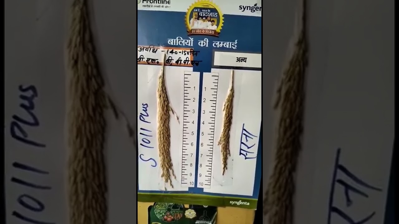 Syngenta paddy seed S 1011 plus hybrids # 140-145 days ki dhan# Best hybrid paddy #youtubeshorts