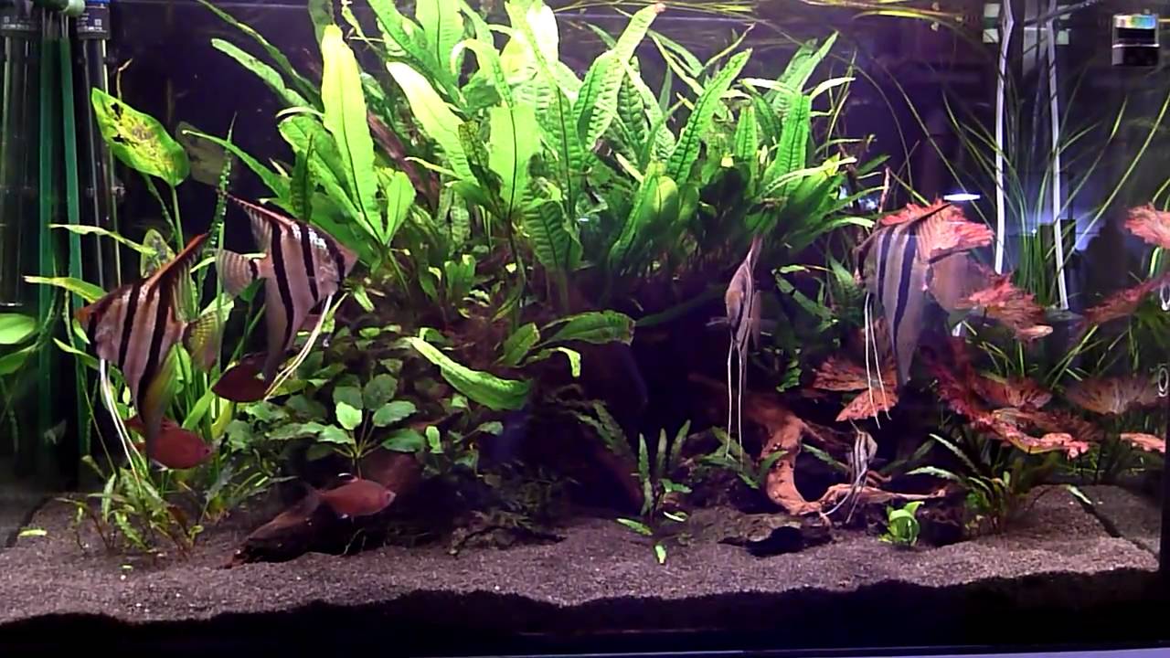 300 Liter Amazonas Aquarium - Santa Isabele Wildfang Skalare