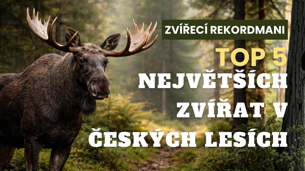TOP 5 největších zvířat v českých lesích