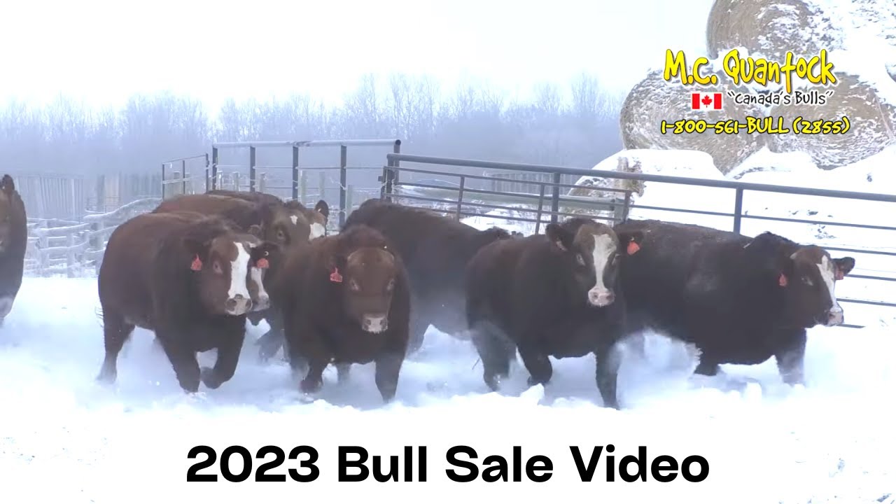 2023 M.C. Quantock Bull Sale Preview - Full Length