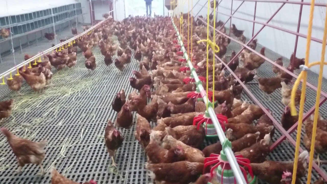 Didim'de MODERN Gezen tavuk yumurta çiftliği.🐔IDEAL CHICKEN farm should be how