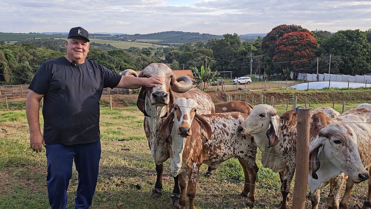 GADO GIR LEITEIRO ALTAMENTE PRODUTIVO, MUITO MANSO E UMA BELEZA IMENSA. @Paulo Medeiros