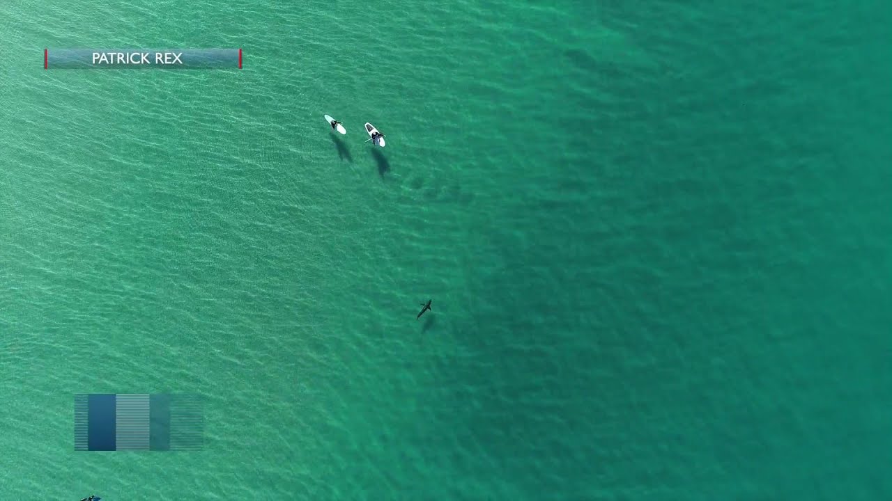 CSU Long Beach Shark Lab study finds two white shark hot spots off Southern California Coast, ...