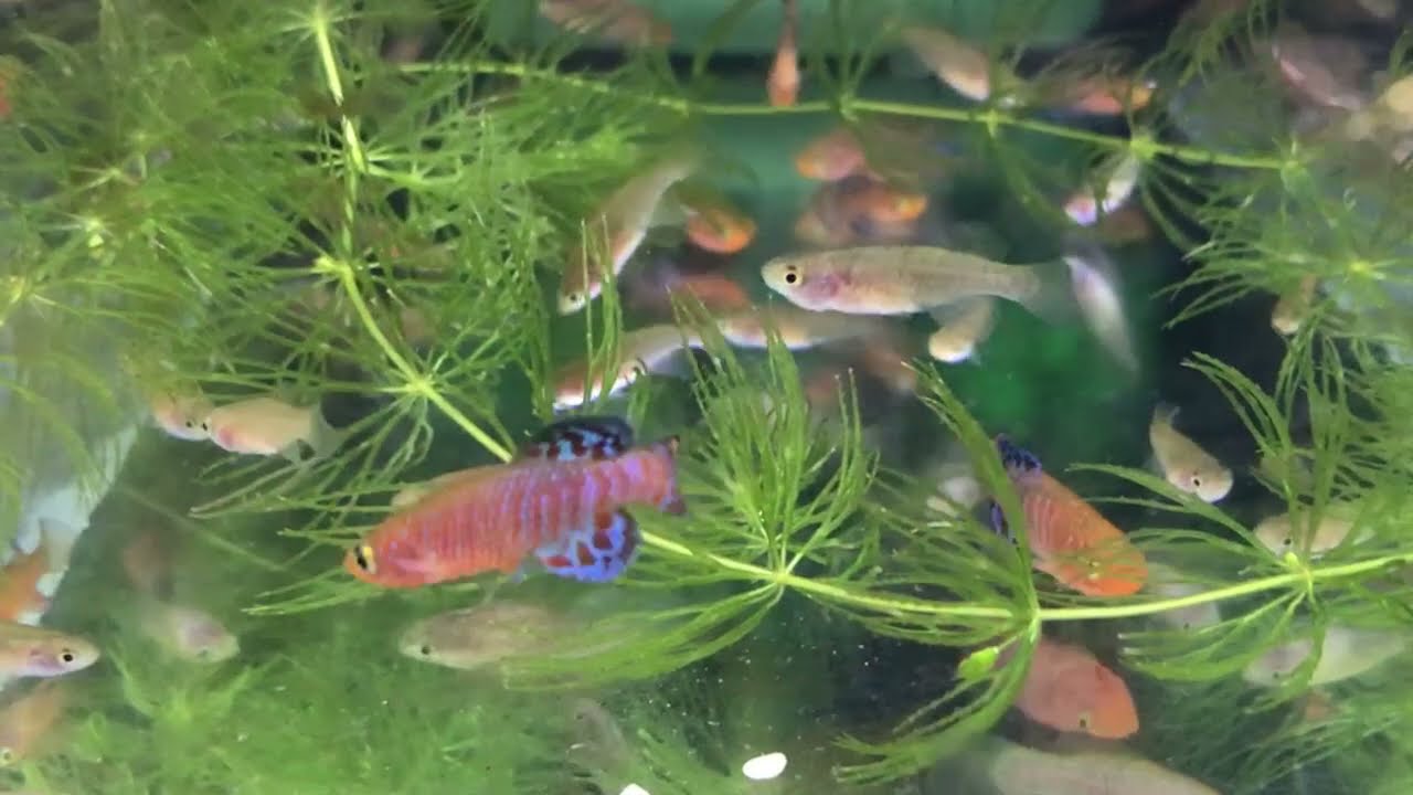 Nothobranchius Rachovii Beira 98