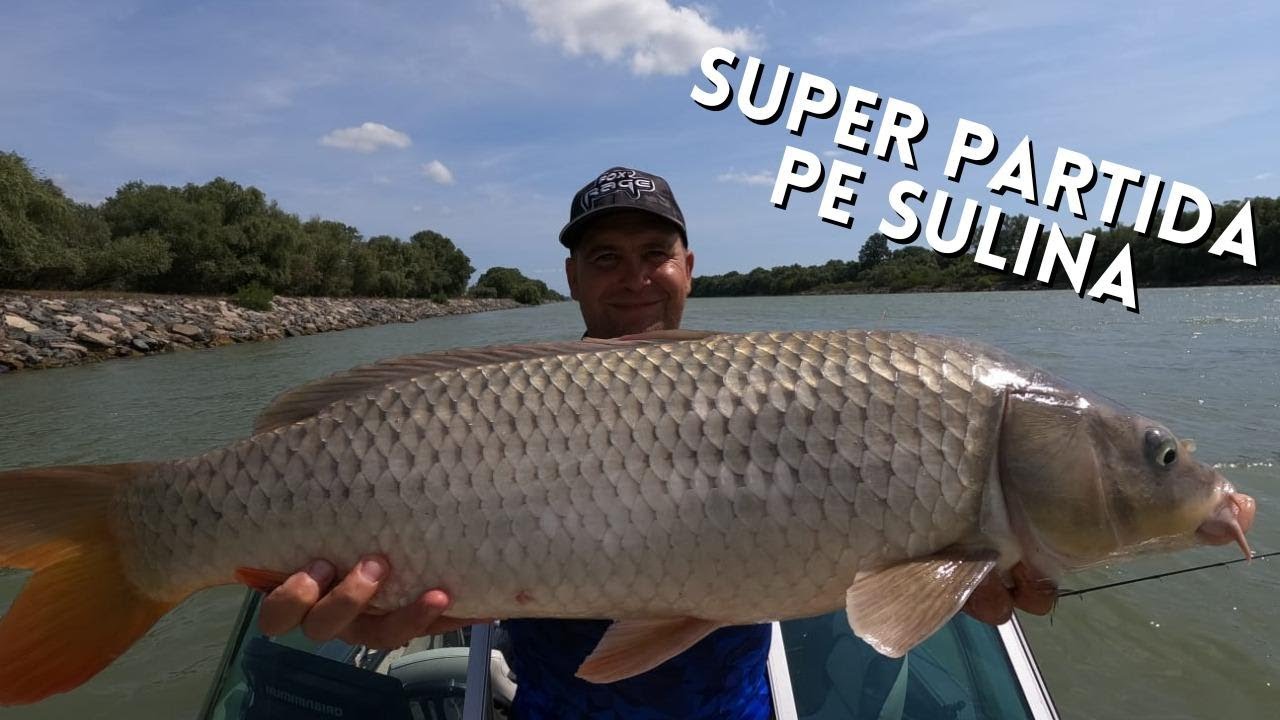 Pescuit la crap cu boilies pe Dunare, bratul Sulina, Delta Dunarii. Trasatura dupa trasatura.....