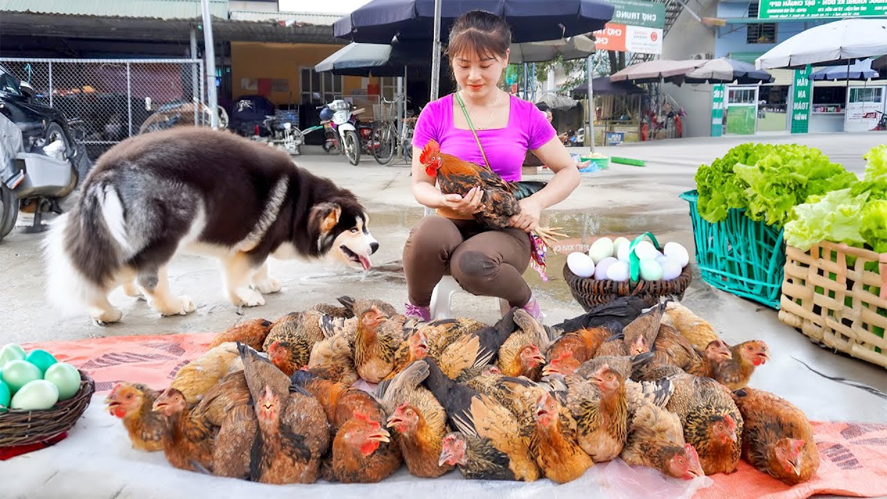 Harvesting Chicken Goes To Market Sell - Plant beans to replace melon garden, Cooking