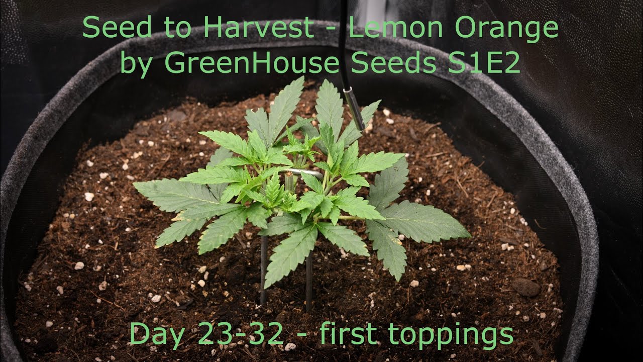 Seed to Harvest - Lemon Orange by GreenHouse Seeds S1E2 - Day 23 to 32