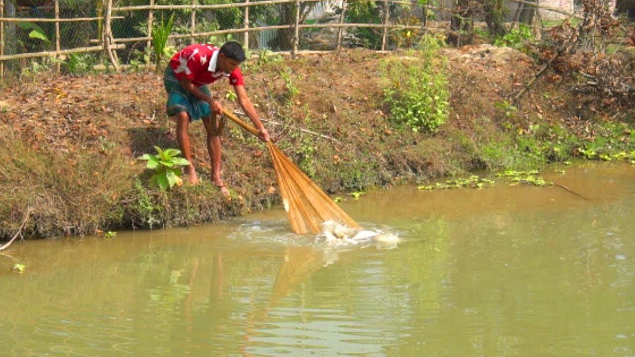 Net Fishing | Traditional net fishing in village rpond | Fishing in Village by ABTVbd