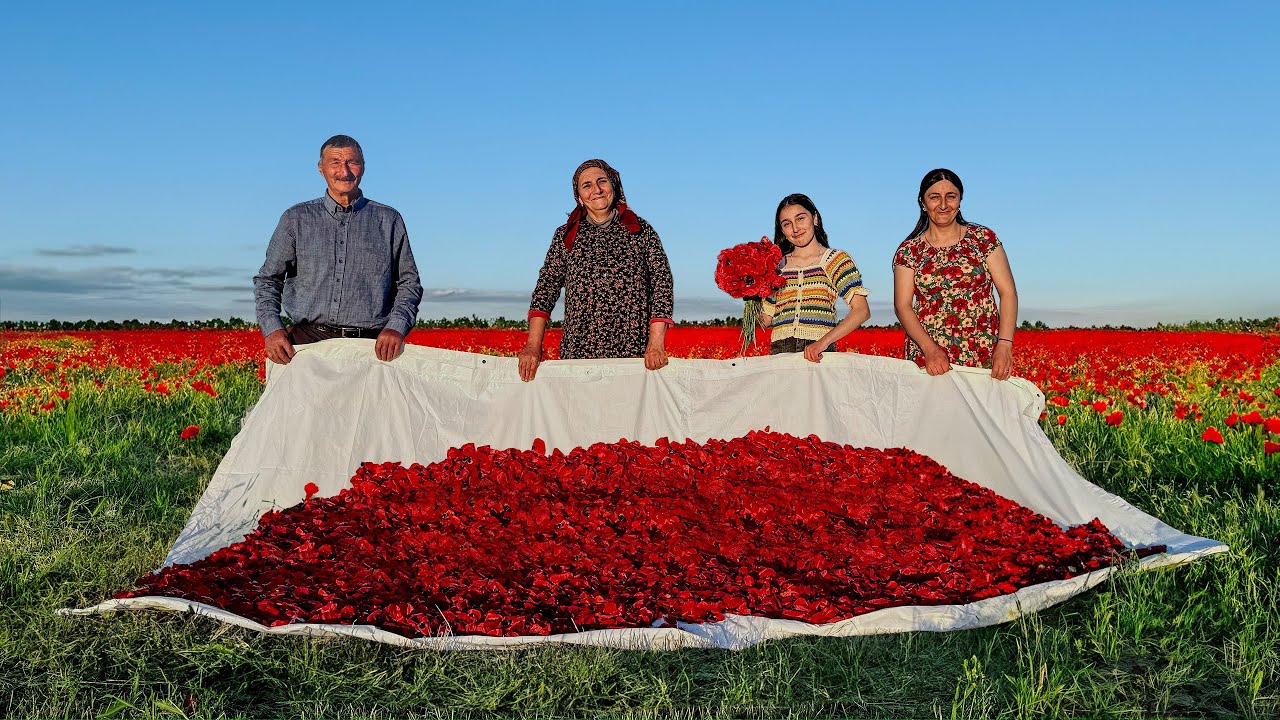 Wir haben den ganzen Tag Mohnblumen gesammelt und aus ihren Bl&uuml;tenbl&auml;ttern k&ouml;stliche Marmelade gema