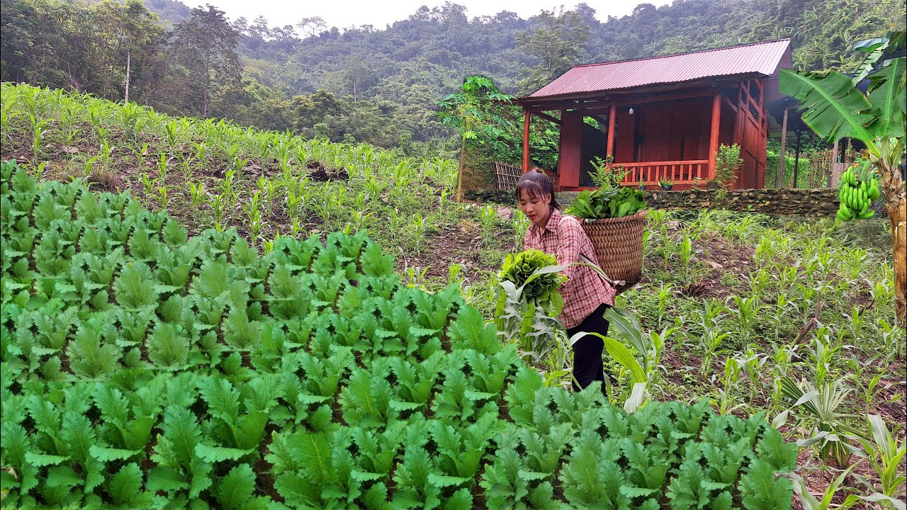 Садоводство в горах: уход за плантациями таро, сбор овощей для продажи на рынке.
