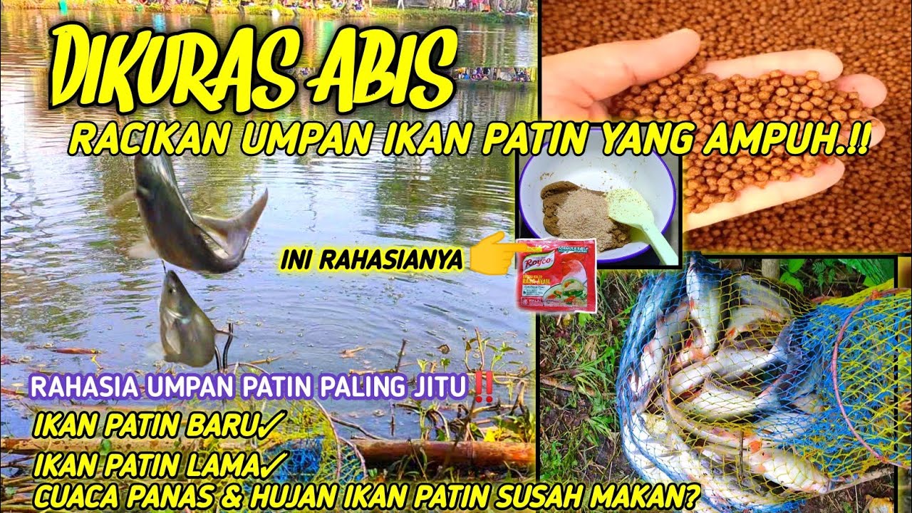 UMPAN RAHASIA IKAN PATIN KOLAM YANG SUSAH MAKAN‼️SOLUSI RACIKAN PATIN PALING JITU,SEGALA CUACA