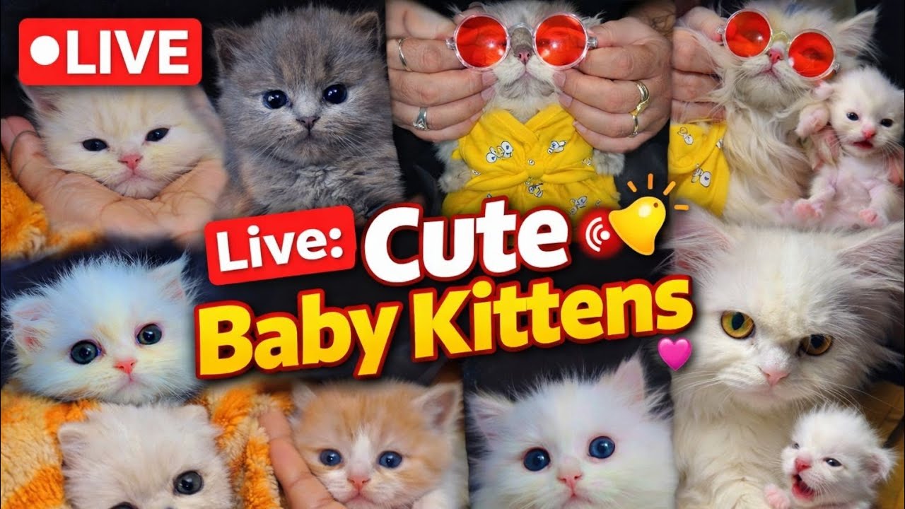 Cute   kitten 🐾 Live 🤩 [51] 