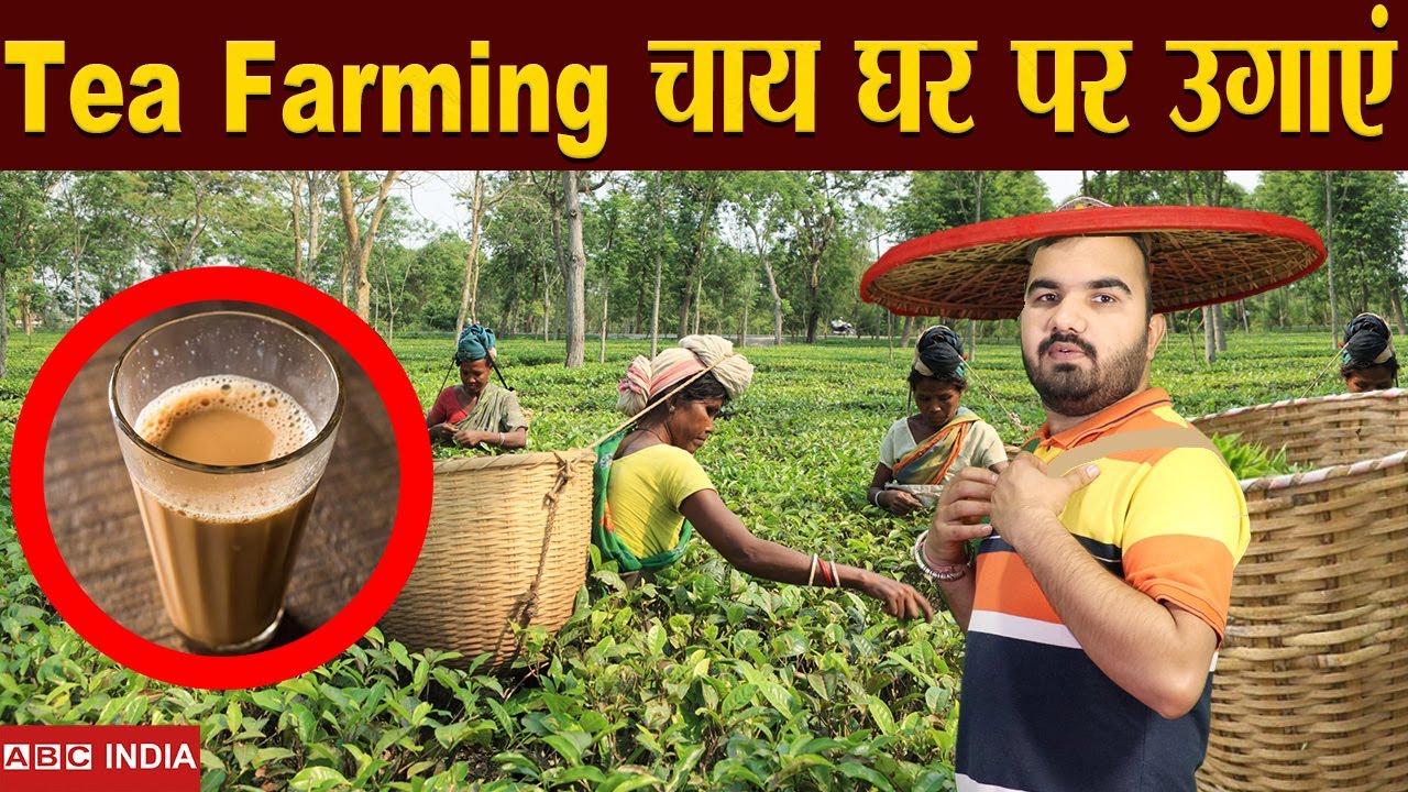 चाय की खेती | Tea Farming | घर पर उगाए चाय | chai ki kheti ke liye kaun si mitti upyukt hai | 