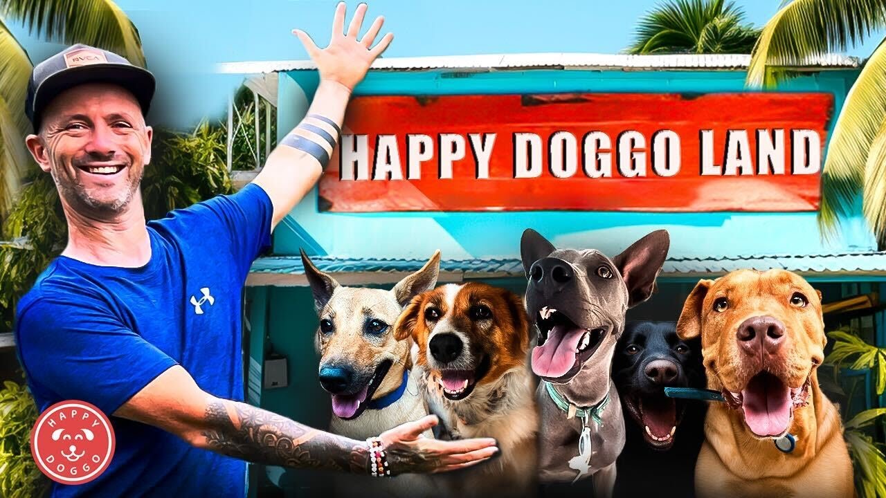 Daily Life At Our Dog Sanctuary