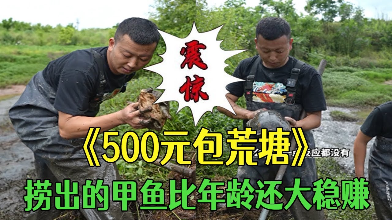花500塊包壹口荒塘，撈出的甲魚比年齡還大穩賺