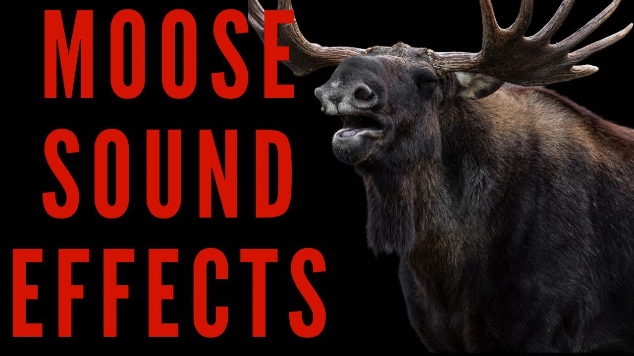 MOOSE SOUND EFFECTS -  Moose Calls | Maktub_ytv