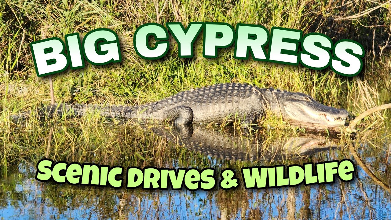 Big Cypress: Scenic Drives & Wildlife