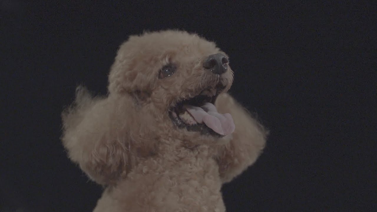 【 #Kendi的任務 】 #寵物微電影 #PetKnotsMoments