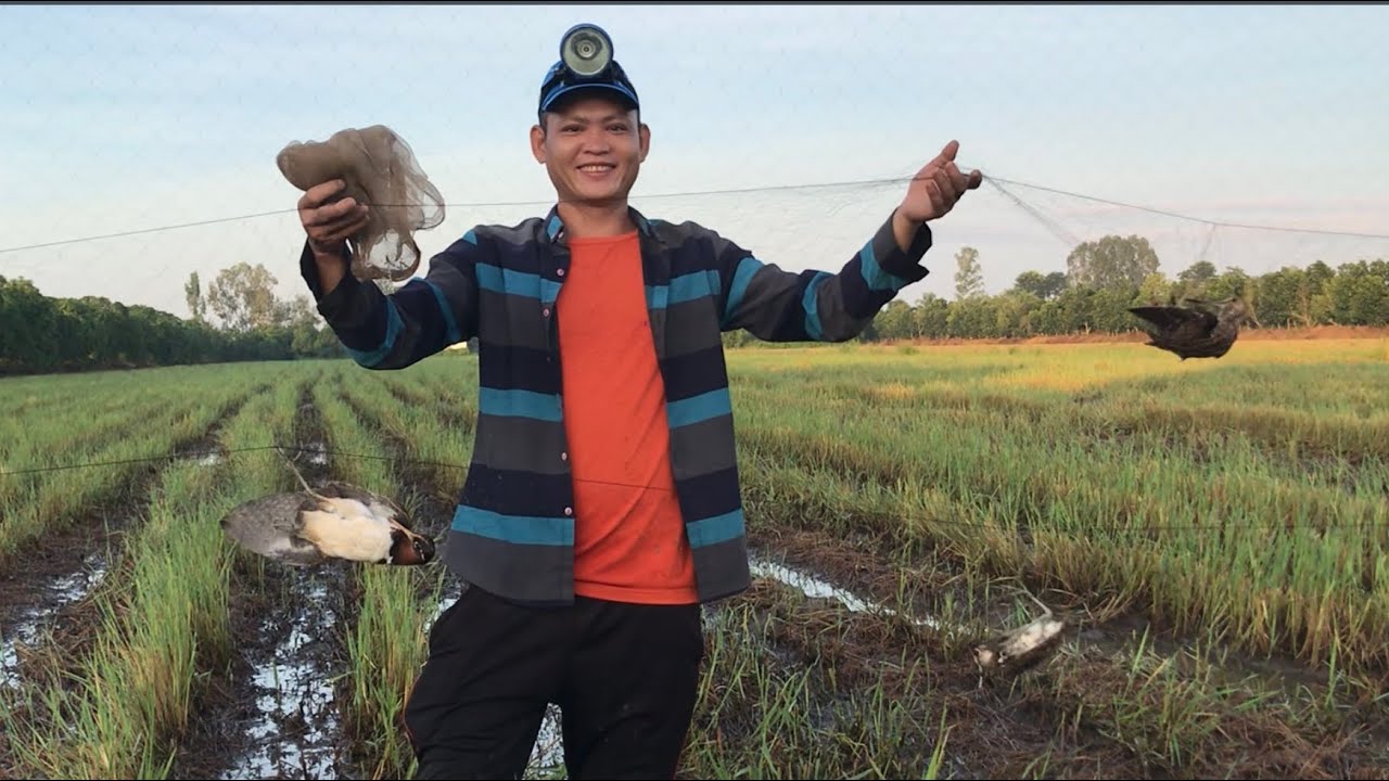 Võ Chí Tâm bẫy chim mỏ nhát bằng lưới tàng hình đầu mùa ở Miền Tây phần 451/ Săn bắt Sông Hậu TV