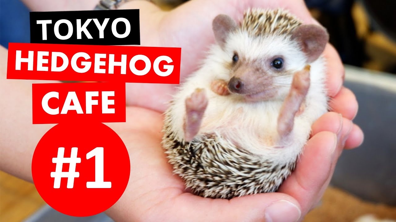 Лучшее кафе с ежами в Токио | СУПЕР-МИЛО