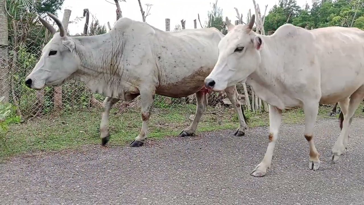 herding a herd of cows home after looking for food