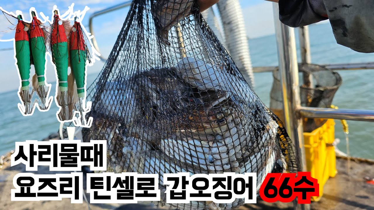 요즈리 틴셀 수박으로만 영흥도 아라2호에서 갑오징어 대박친날!