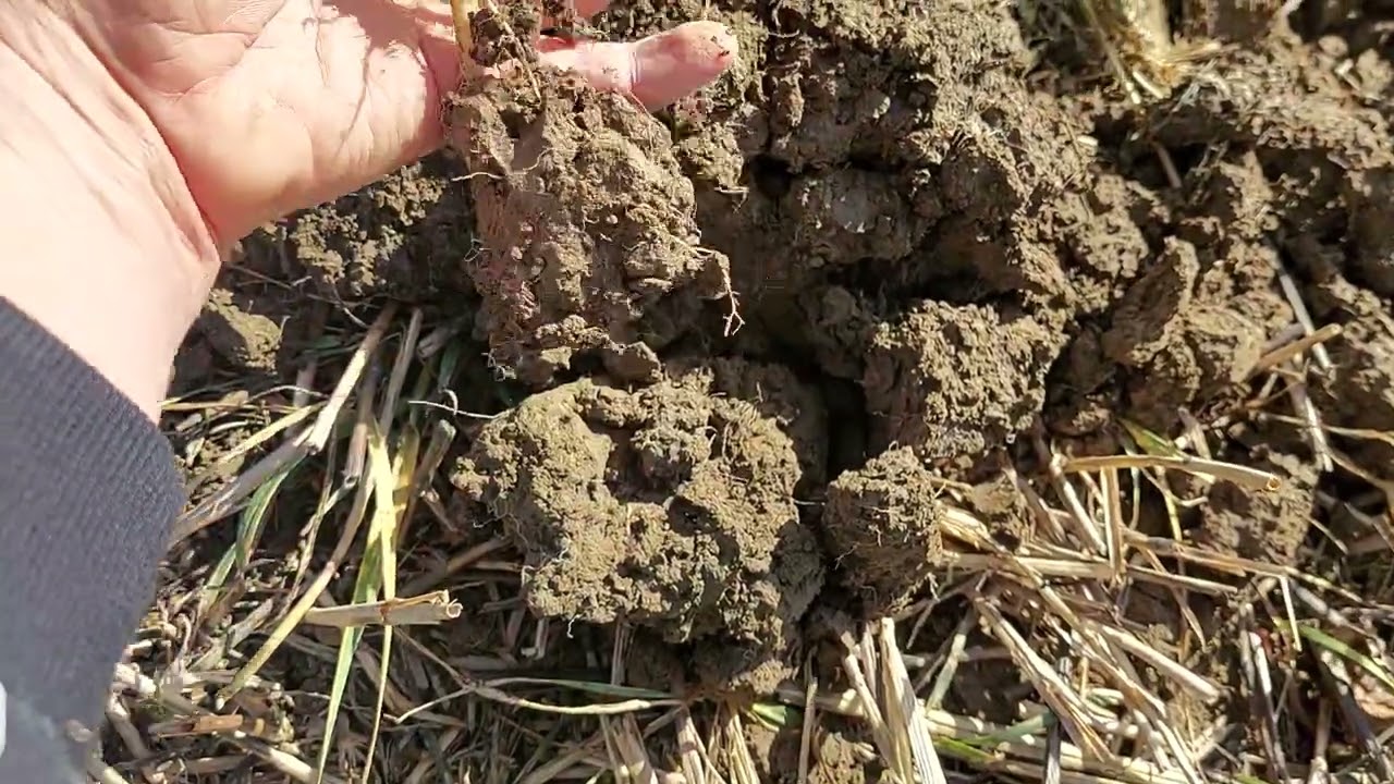 Strip-till řepka do strniště