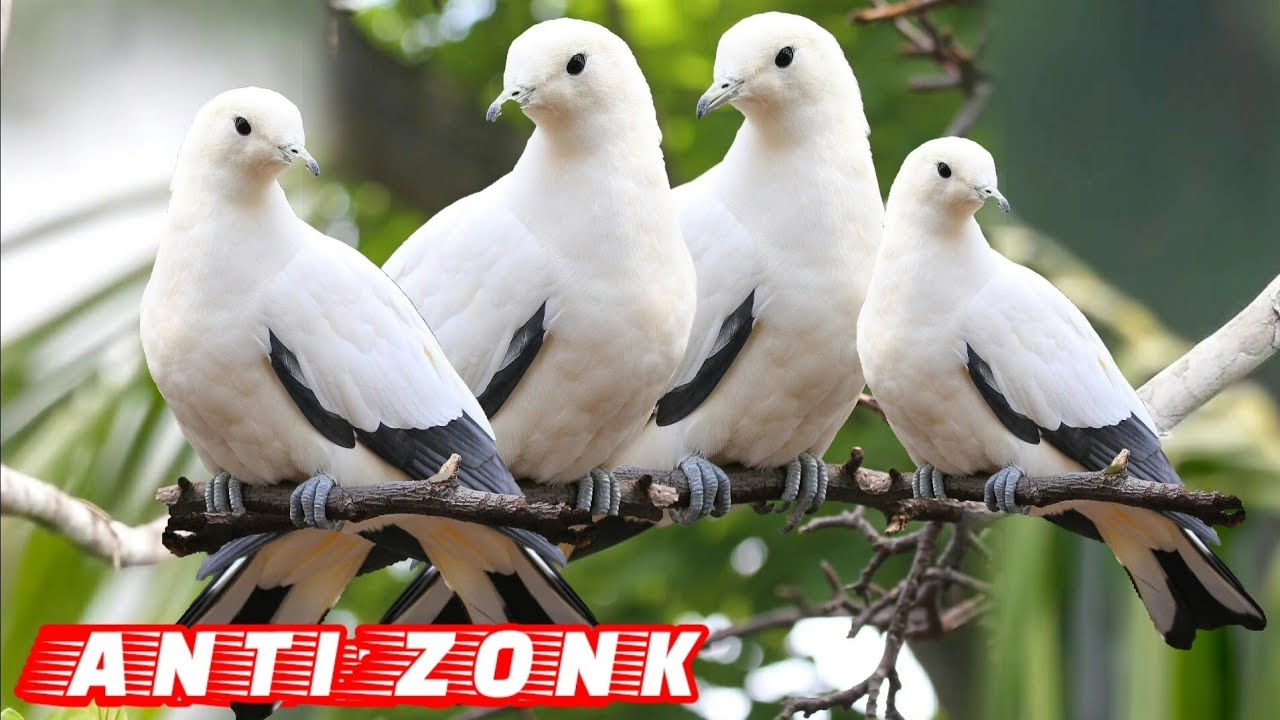🔴Ampuh‼️Suara Pikat Burung Kum Kum Putih  Pergam Putih mp3//Sangat Ampuh‼️
