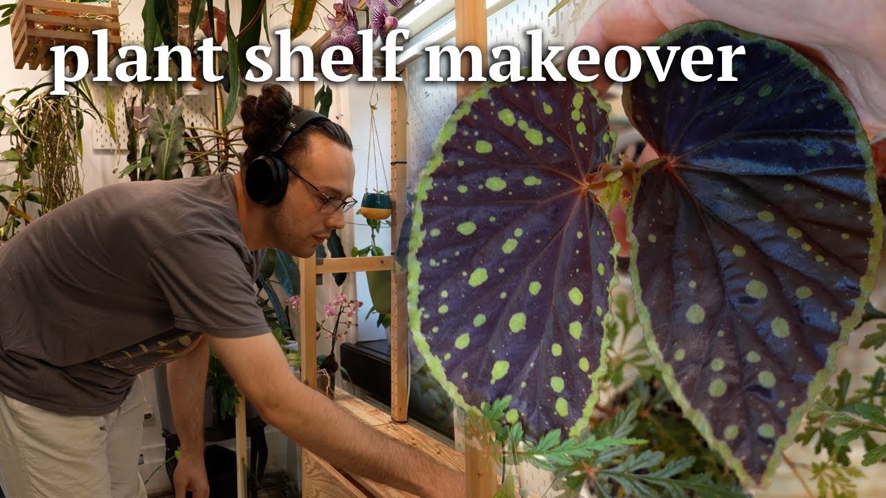 🪴 plantshelf makeover | new terrariums, installing lights & azamax root drench 😷