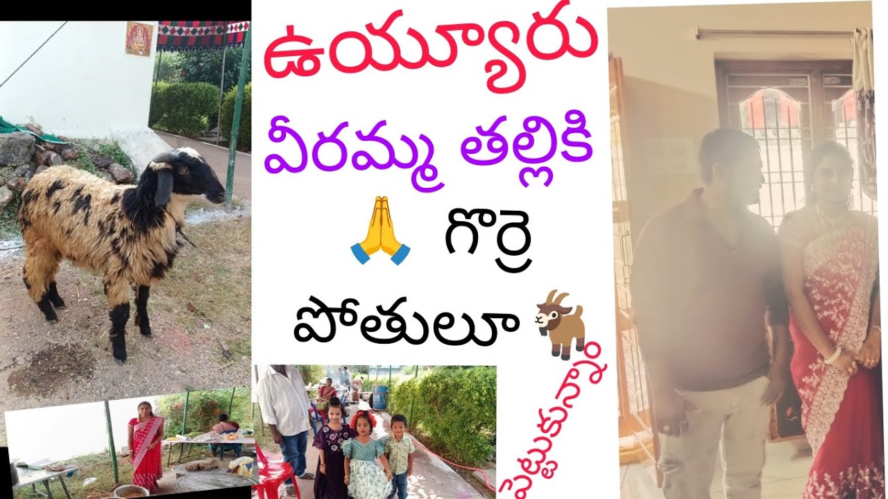మా ఊరు ఉయ్యూరువీరమ్మతల్లికిగొర్రెపోతులు బలి ఇస్తున్నాం#Enjoy a lot with family and friends # telugu 