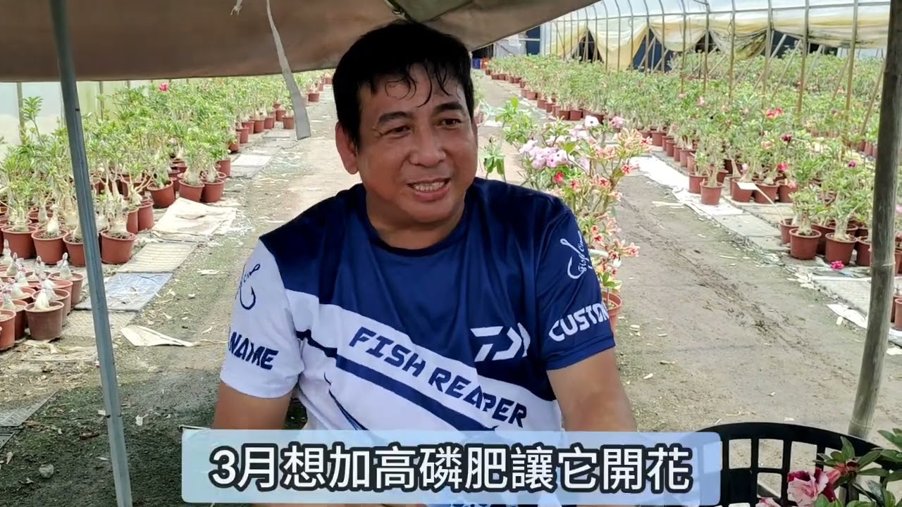 沙漠玫瑰大哉問“番外篇”，#賴老師沙漠玫瑰園區