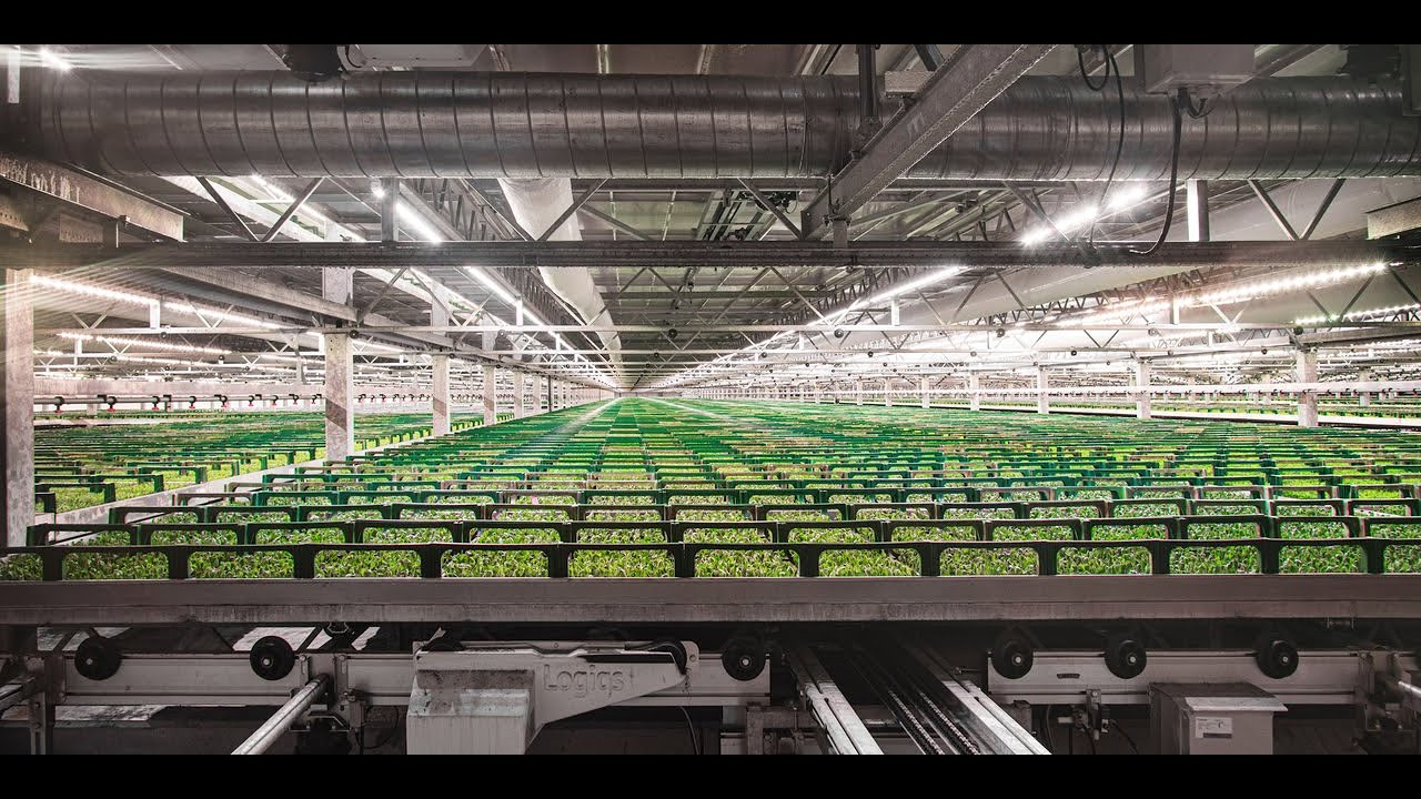 Het bewortelingsproces bij Deliflor Hoogveld