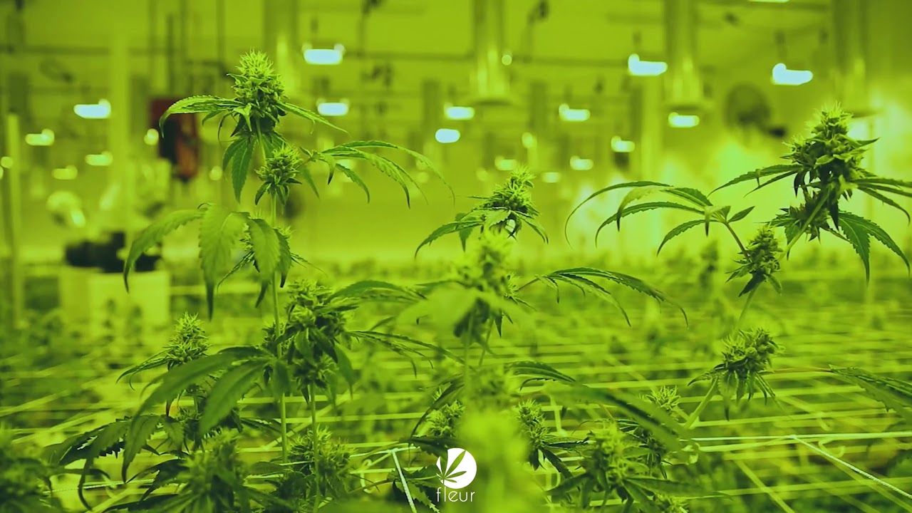 Fleur Cannabis Lifestyle