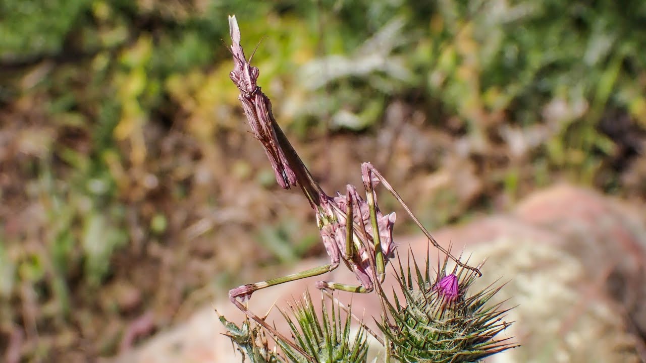 Conehead mantis (Empusa pennata)