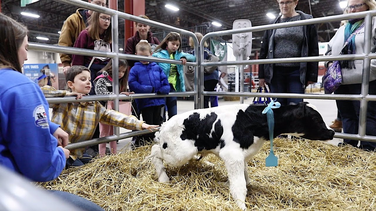 Baby Holstein cow calf Takes First Steps at Pennsylvania Farm Show 2020