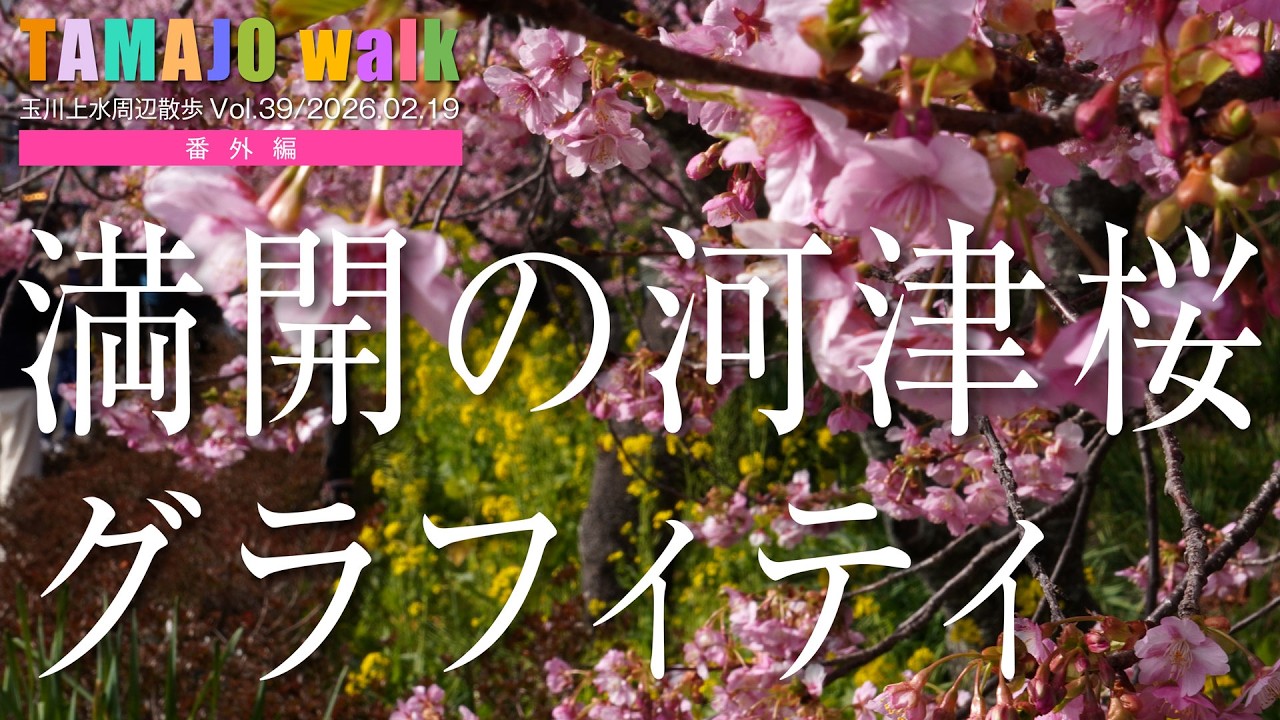 2026年2月19日、桜満開の河津を訪れてみました。