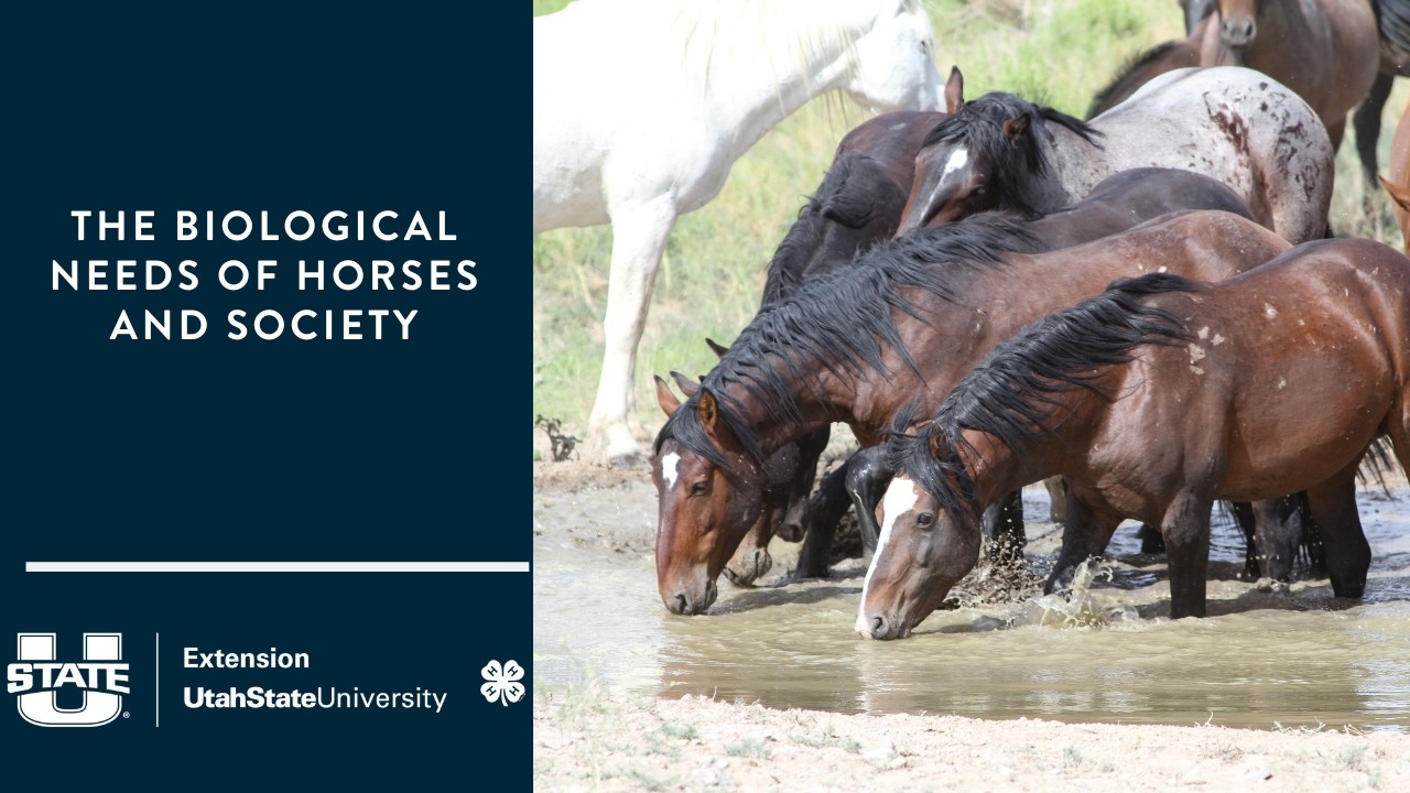 The Biological Needs of Horses and Society
