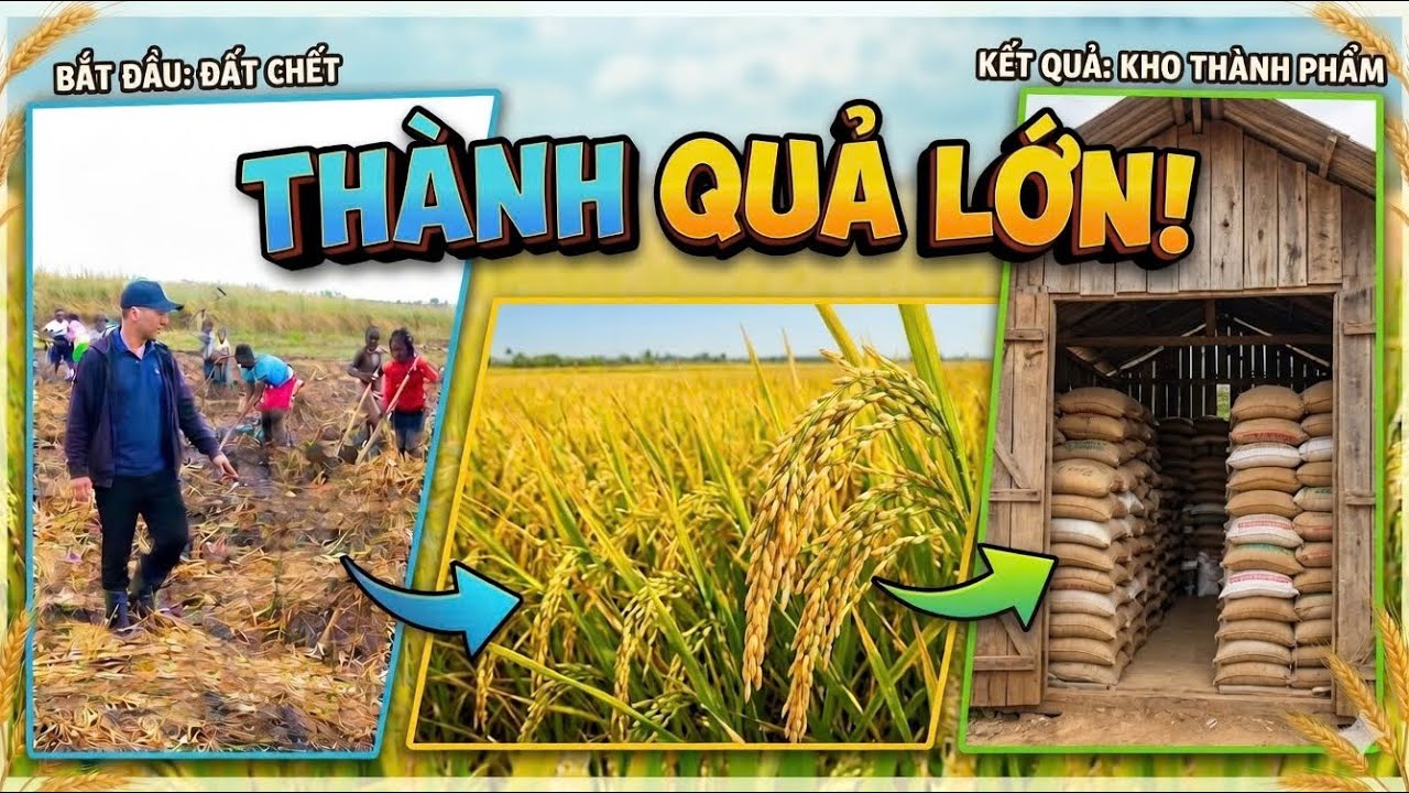 Công Đồng II Có Sự Giúp Đỡ Từ Người Việt Nam Đầm Lầy Lau Sậy Đã Chuyển Mình