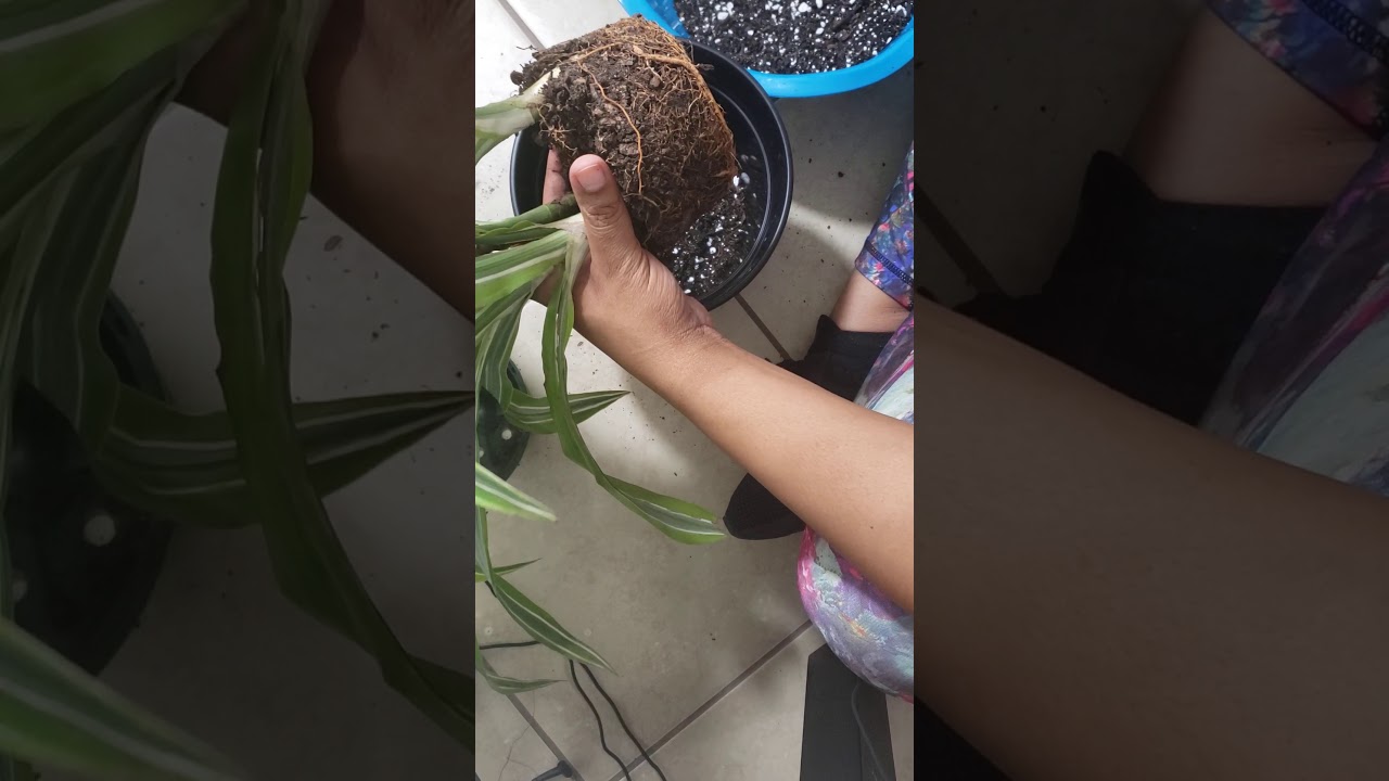 Repotting my Dracena Lemon Lime